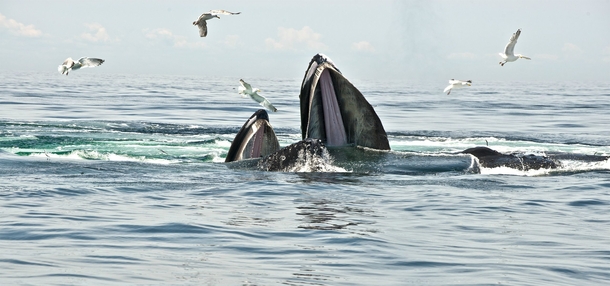 A cross post from rNaturepics Humpback whales Megaptera novaeangliae 