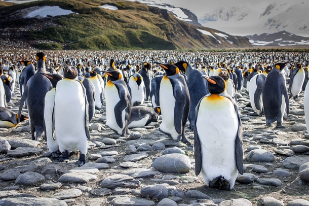 A crowd of many thousand Emperor Penguins in Antarctica 
