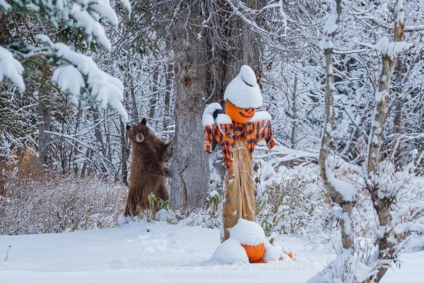 A curious bear checks out a pumpkin scarecrow