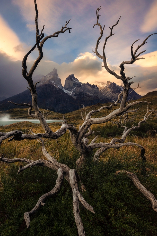 A dead tree frames the Paine Horns during sunset in Torres Del Paine Chile OC rosssvhphpto