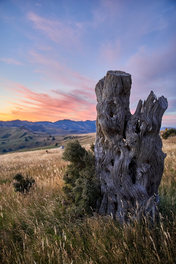 A dead Ttara tree in Banks Peninsula Canterbury New Zealand 
