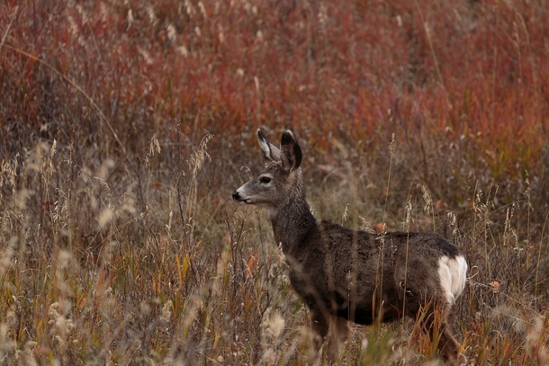 A Deer in the Fall colored Meadow 