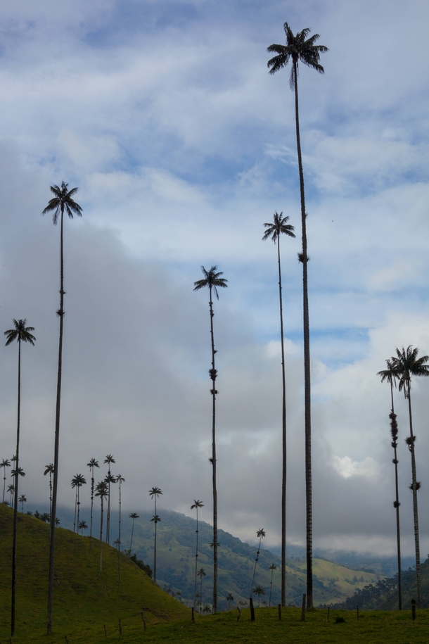 A different angle of the worlds tallest palm trees - Valle de Cocora Colombia 