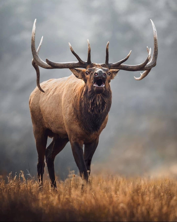 A display of dominance A dominant bull elk bugles so as to alert other males of his presence Image taken in Yellowstone national park USA