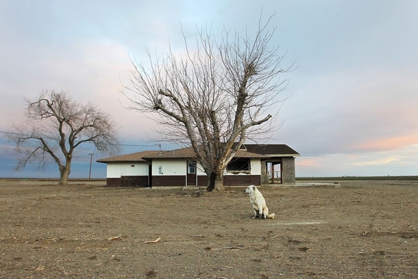 A dog hangs around an abandoned home amid a parched field in drought-ridden Bakersfield CA  By David McGnew
