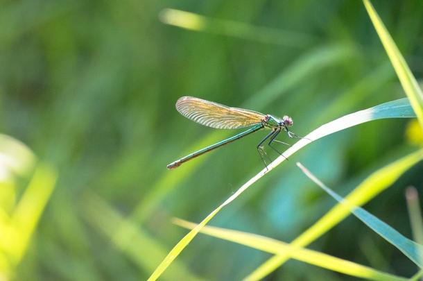 A dragonfly resting on a leaf 