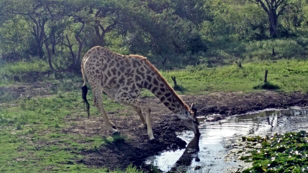 A Drinking Giraffe South Africa 