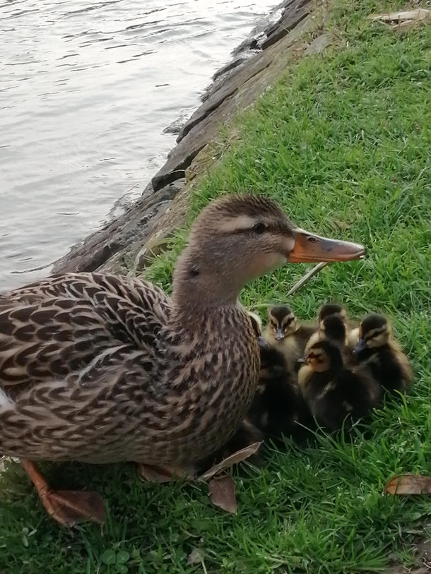 A duck with her hachlings I saw some weeks ago