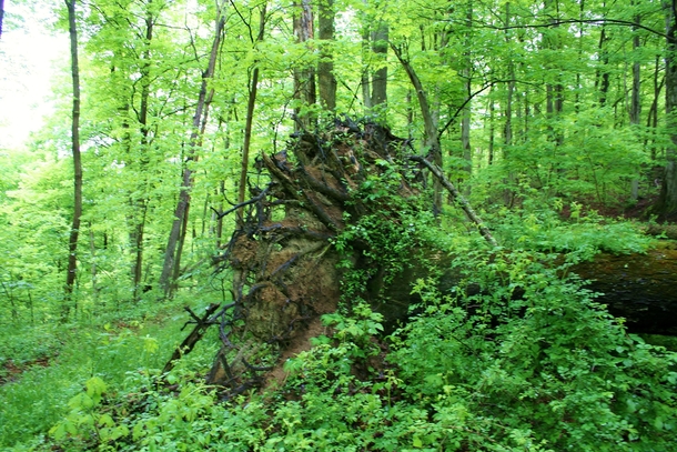A fallen tree in Ohio 