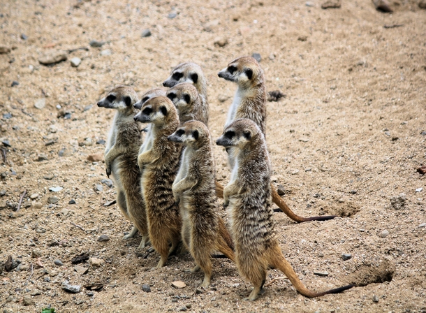 A family of Meerkats