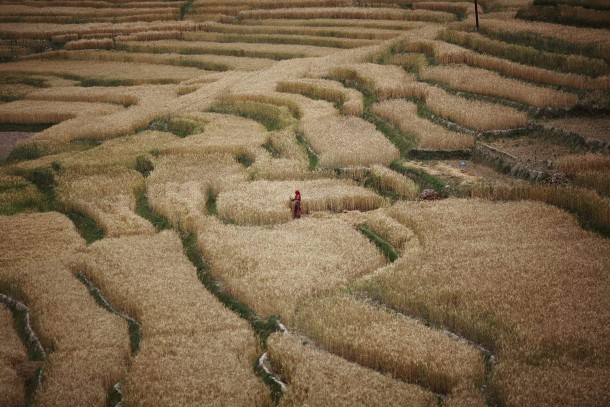 A farmer harvests wheat at the fields in Bhaktapur Nepal 