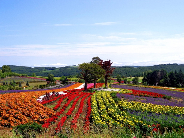 A field of flowers - Biei Hokkaido Japan 