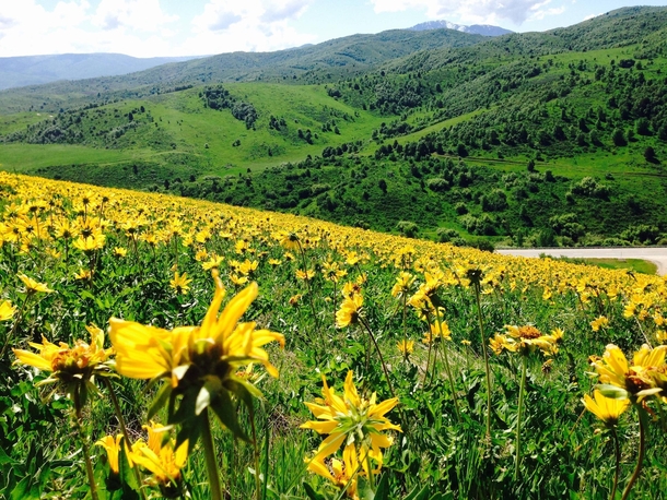 A field of wild flowers Ogden Valley Utah 