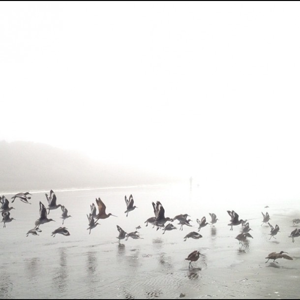 A Flock of Godwits in San Francisco 