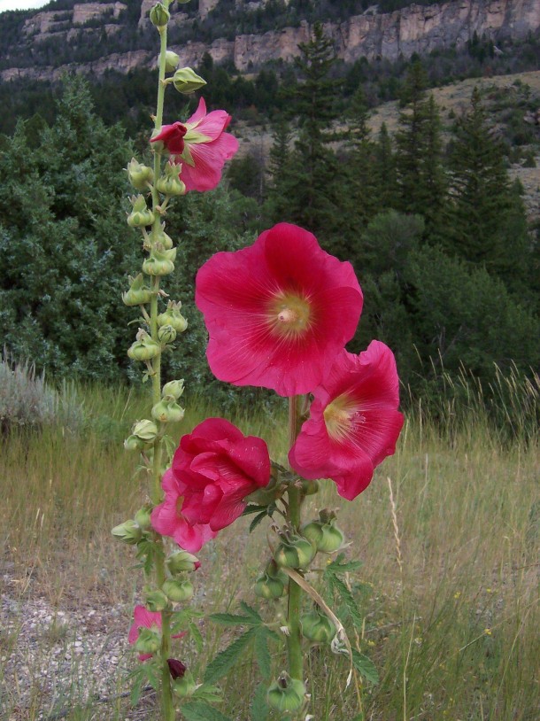 A Flower I pulled off the road to take a closer look at Somewhere in Southern Montana  OC