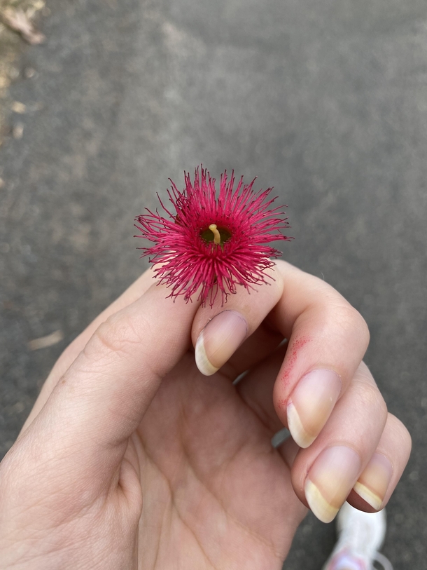 A flowering gum nut from Australia Its a kind of eucalyptus tree Not sure what type sorry