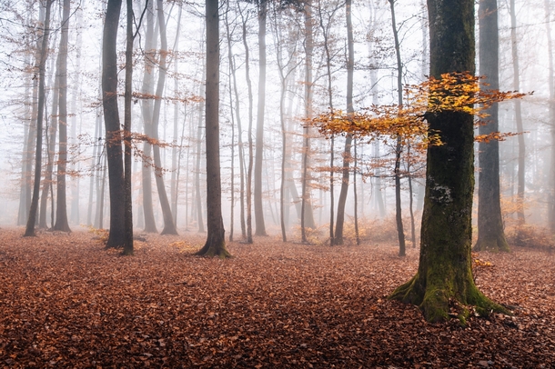 A foggy forest near my house This represents so good the autumn vibes Fribourg Switzerland  IG  daviddunand_photography