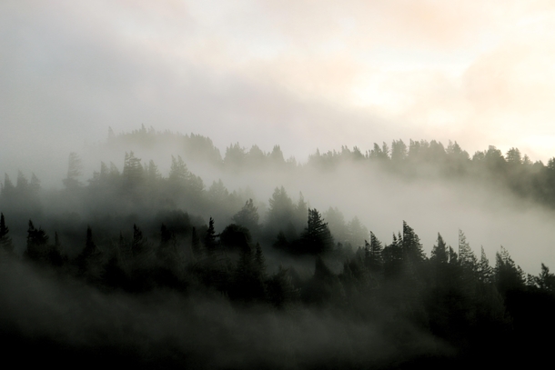 A foggy morning in Humbodlt Redwoods State Park 