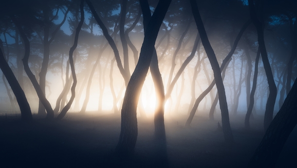 A foggy pine forest before sunrise that looks like something from Stranger Things Imhanri Pine Forest South Korea 