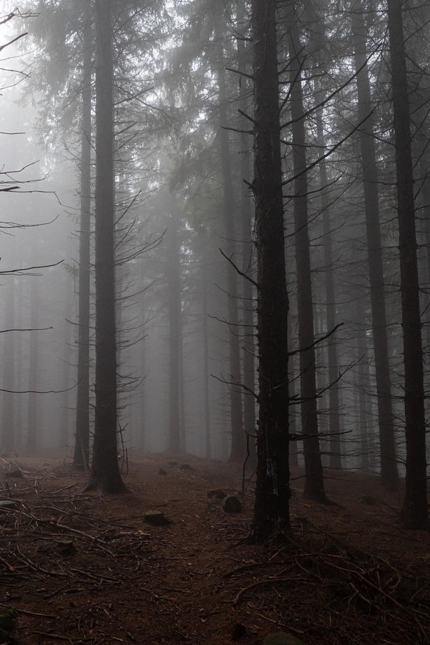 A foggy walk in the forest near Saint-Etienne France 