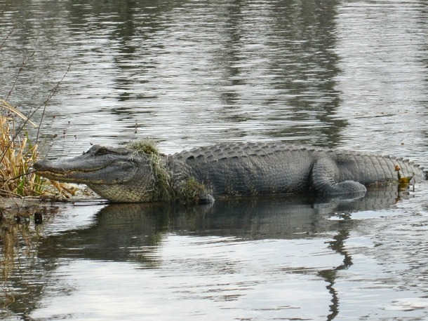 A -foot alligator in Southwest Louisiana Alligatoridae mississippiensis 