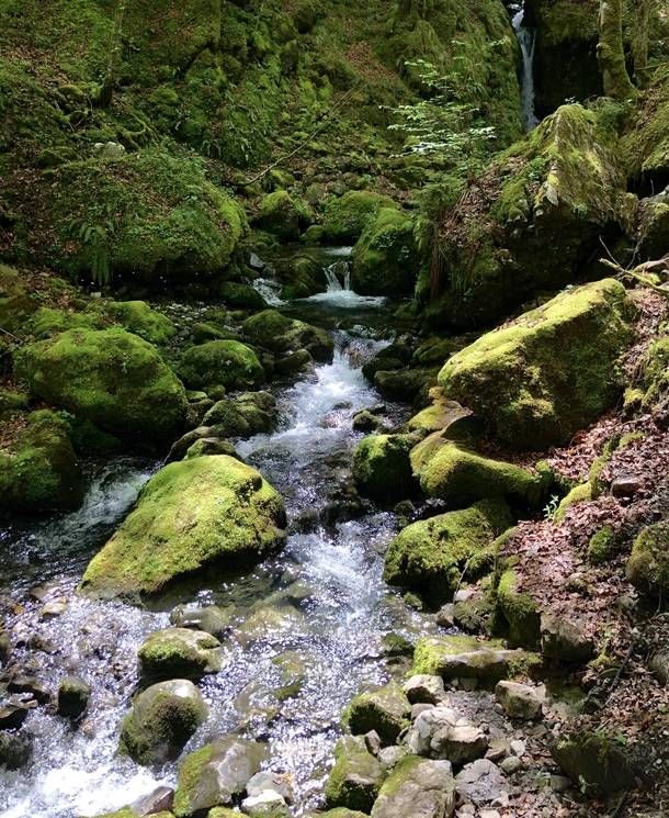 A forest creek Switzerland Kanton Schwyz  OC
