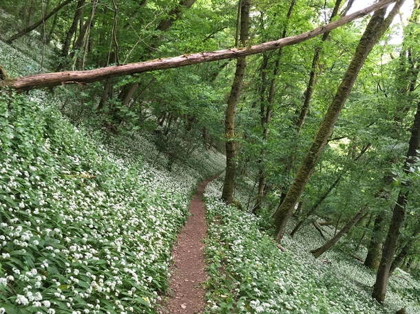 A forest full of wild garlic southern Germany 