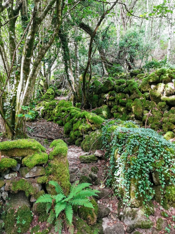 A forest in Ribeira Sacra Galicia