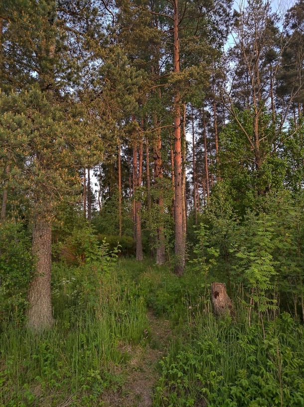 A forest in Suomenoja Helsinki region Finland 