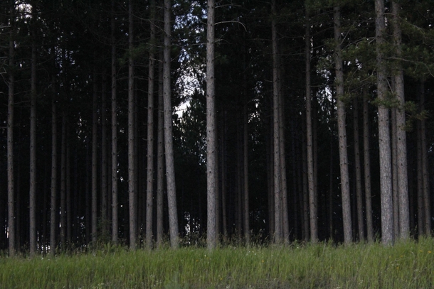 A forest in the Upper Peninsula of Michigan