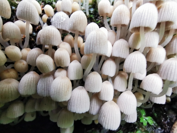 A forest of mushrooms