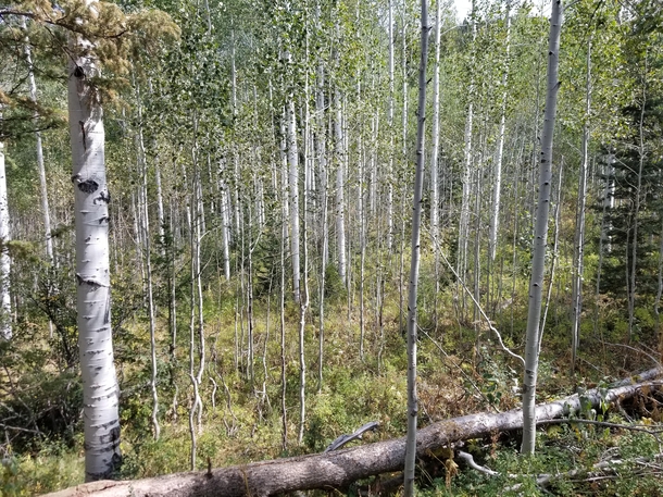 A forest of trees found on Mt Timpanogos in Utah USA 