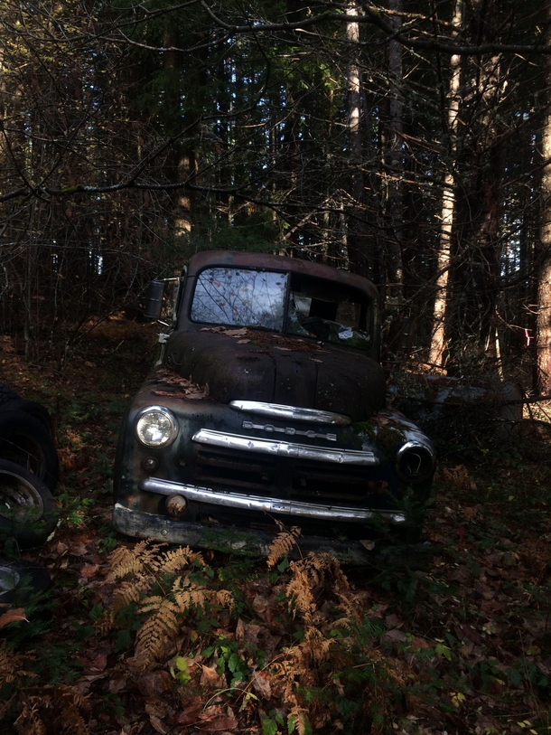 A forest where more than fifty abandoned old cars have come to rest 