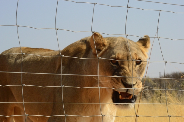 A friendly lioness at Naankuse