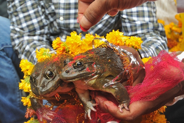 A frog marriage a traditional ritual to appease the gods to bring rain and ensure a good harvest in the central Indian city of Nagpur 