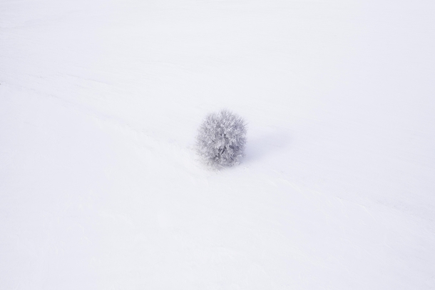 A frost covered tree in Saskatchewan Canada  x garycphoto