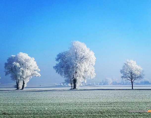 A Frost Storm Colored The Trees White Bavaria Germany 
