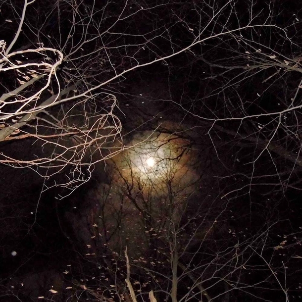 A full moon with a halo through the trees