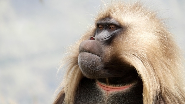 A Gelada baboon I met in Simien mountains Ethiopia 