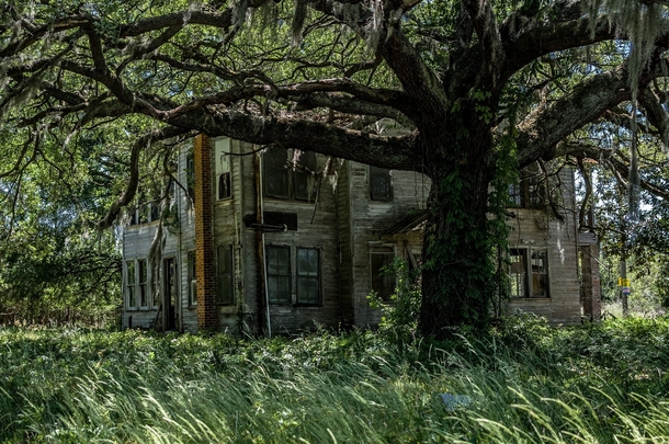 A giant tree shades a decaying country house Santeesouth carolina