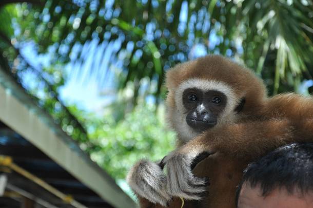 A Gibbon we saw during our trip to Phuket Thailand x 