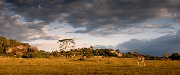 A giraffe in Tanzania 