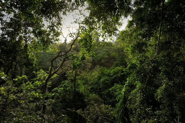 A glimpse into the jungle - Bali - x 