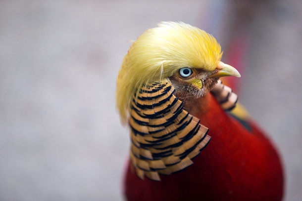 A golden pheasant photographed in Hangzhou Safari Park in Hangzhou Zhejiang Province China According to local media the pheasant has gained popularity recently as its golden feathers resemble the hairstyle of US President-elect Donald Trump 
