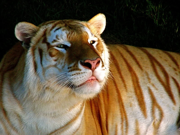 A golden tiger golden tabby tiger or strawberry tiger 