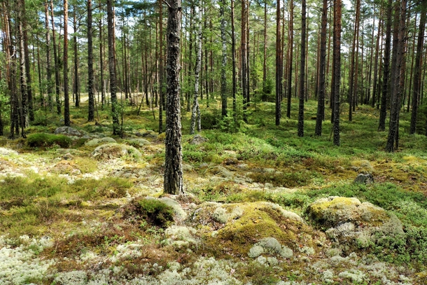 A gorgeous swedish summer forest 