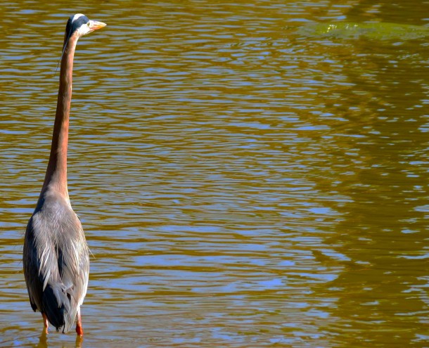 A Great Blue Heron 