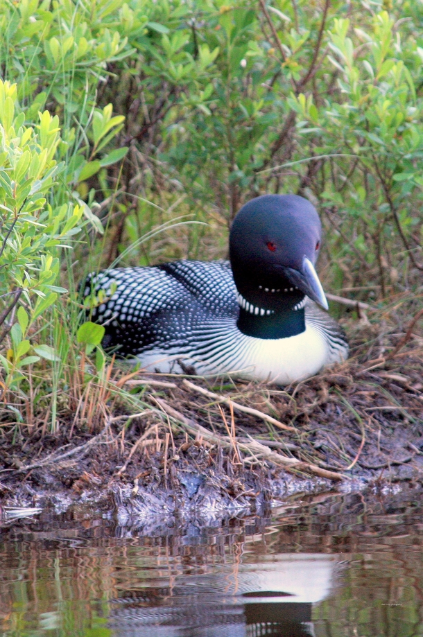 A Great Northern Loon Gavia immer in its nest near some water 