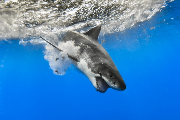 A great white shark dives into the water  Photographed by George Probst