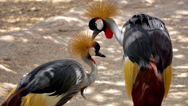 A Grey Crowned Crane caring for its partner 